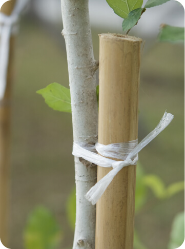 50CM PVC Coated Bamboo Canes For Landscaping